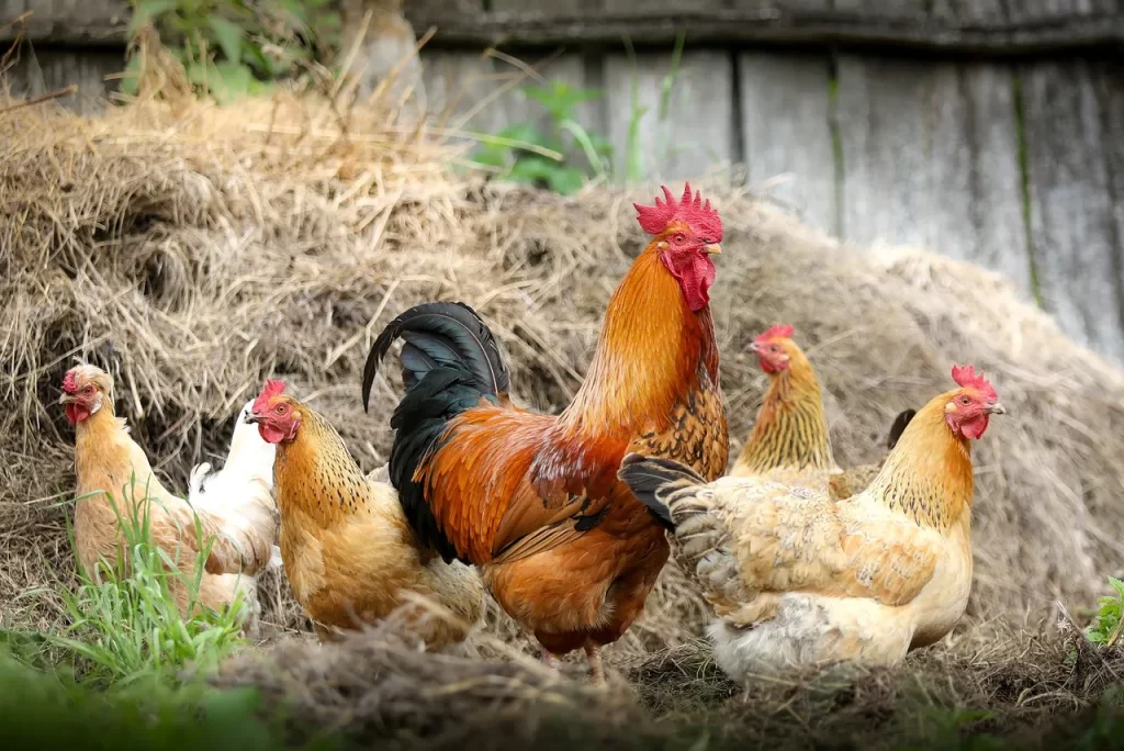 country chicken vs broiler chicken