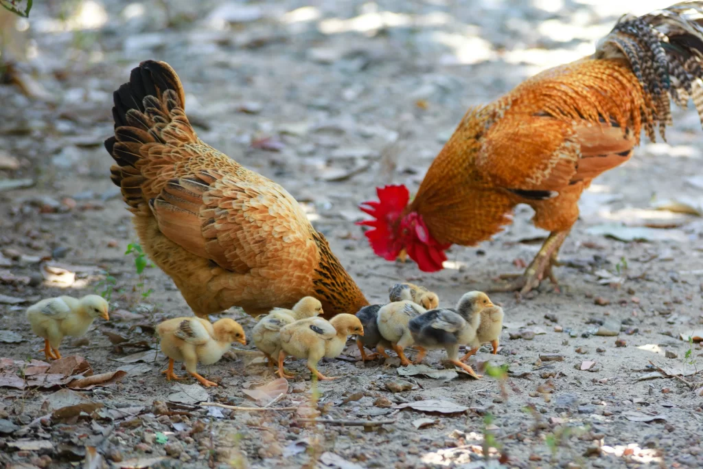 country chicken lifestyle