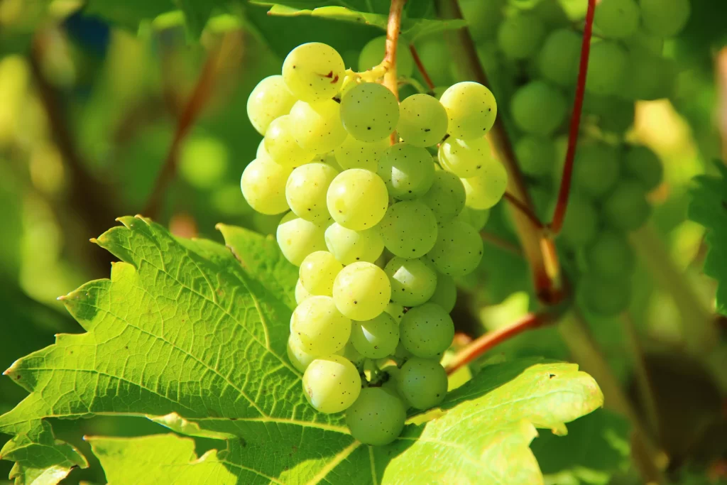 Grapes