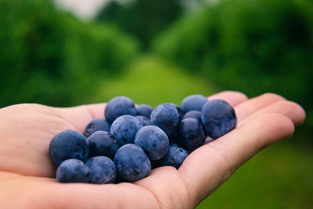 buying blueberries-