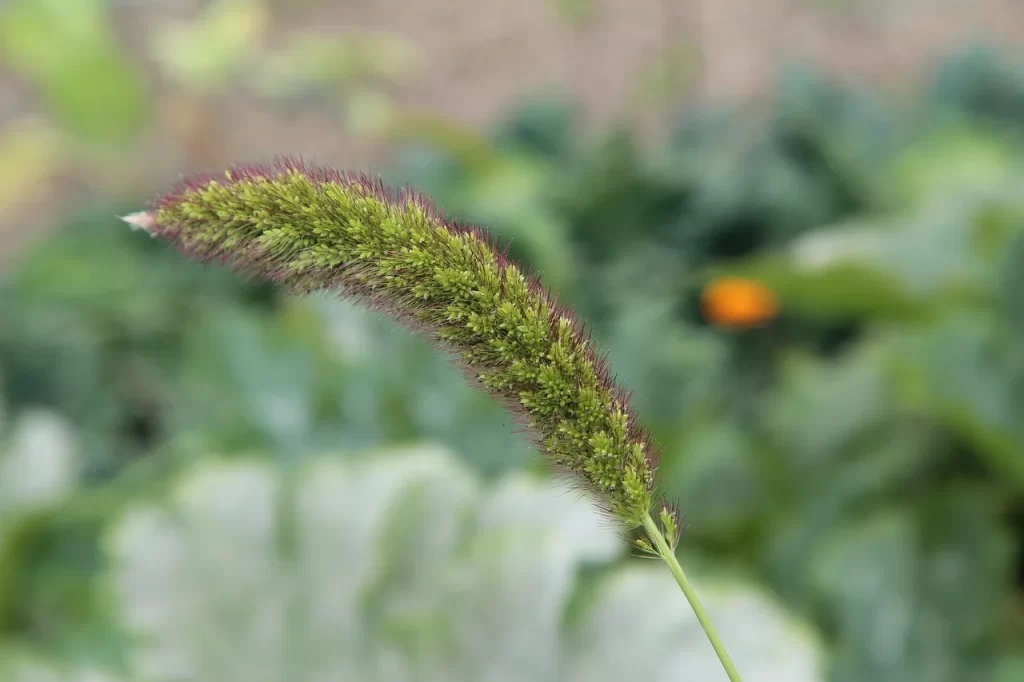 Foxtail Millet