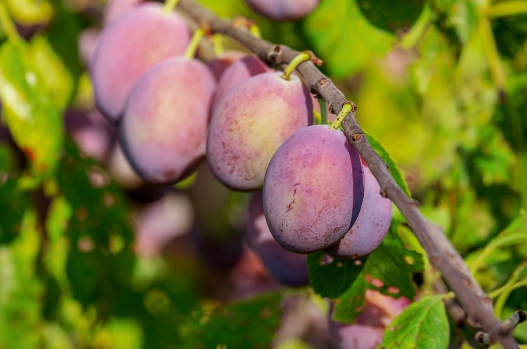 Nutritional Facts of Plum Fruit