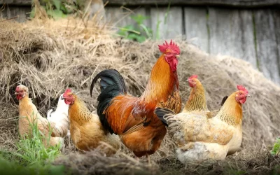 Country Chicken vs Broiler Chicken: Which One Is Better For You?