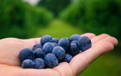 Are Blueberries Low FODMAP? Expert Insights and Tips